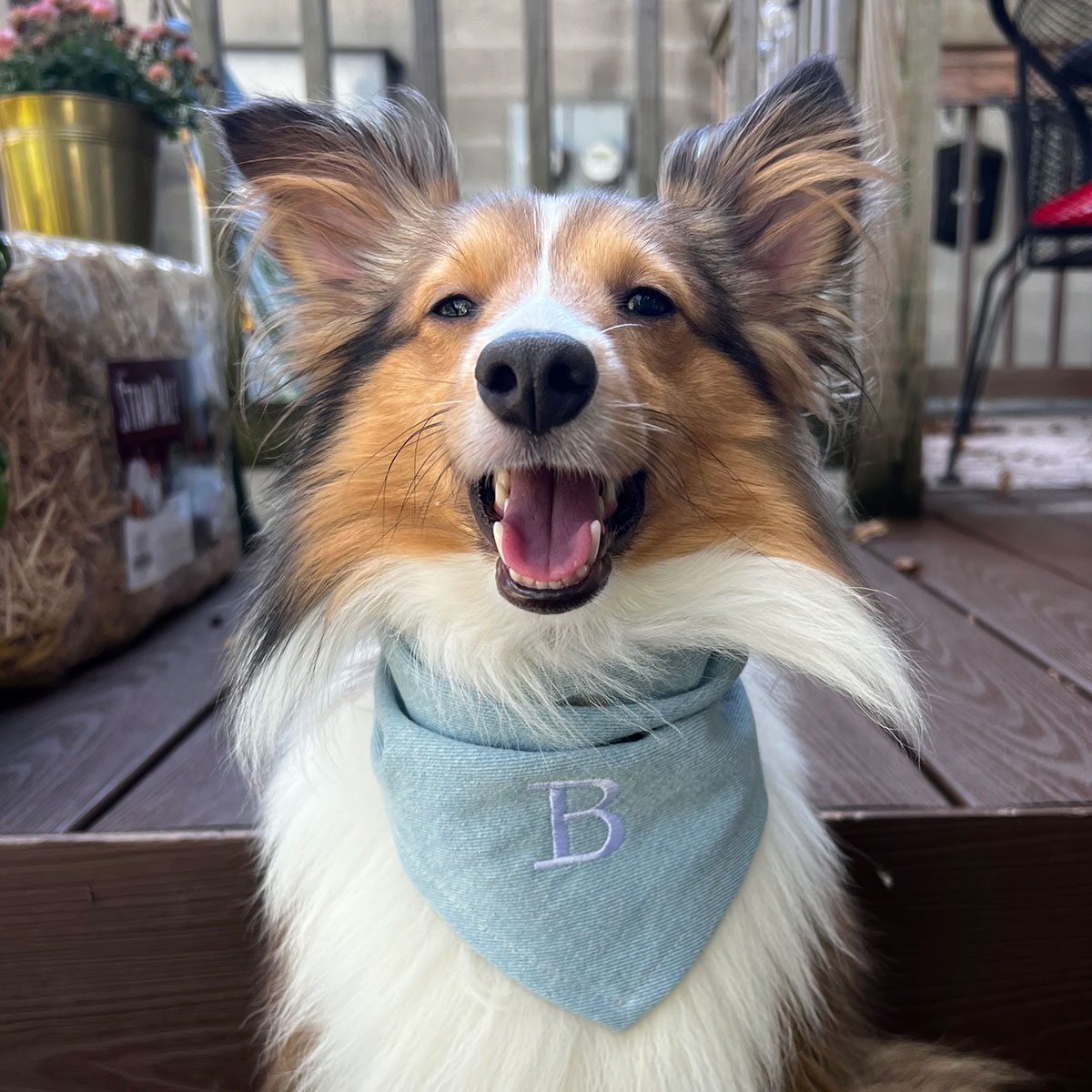 Dog wearing a bandana