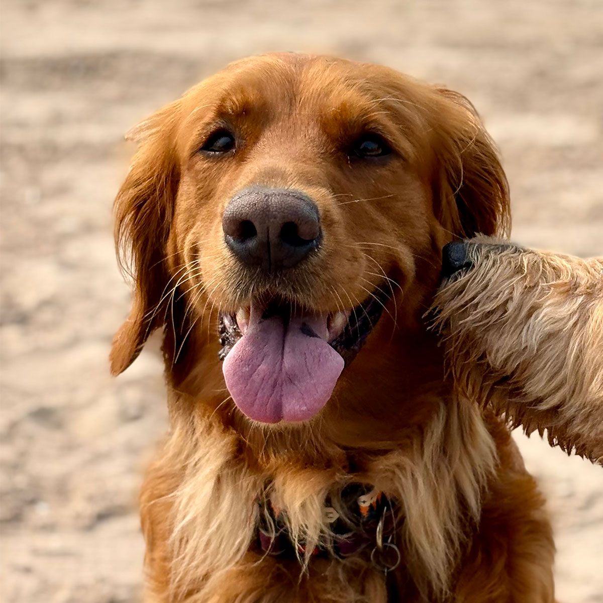 Golden retriever on the beach