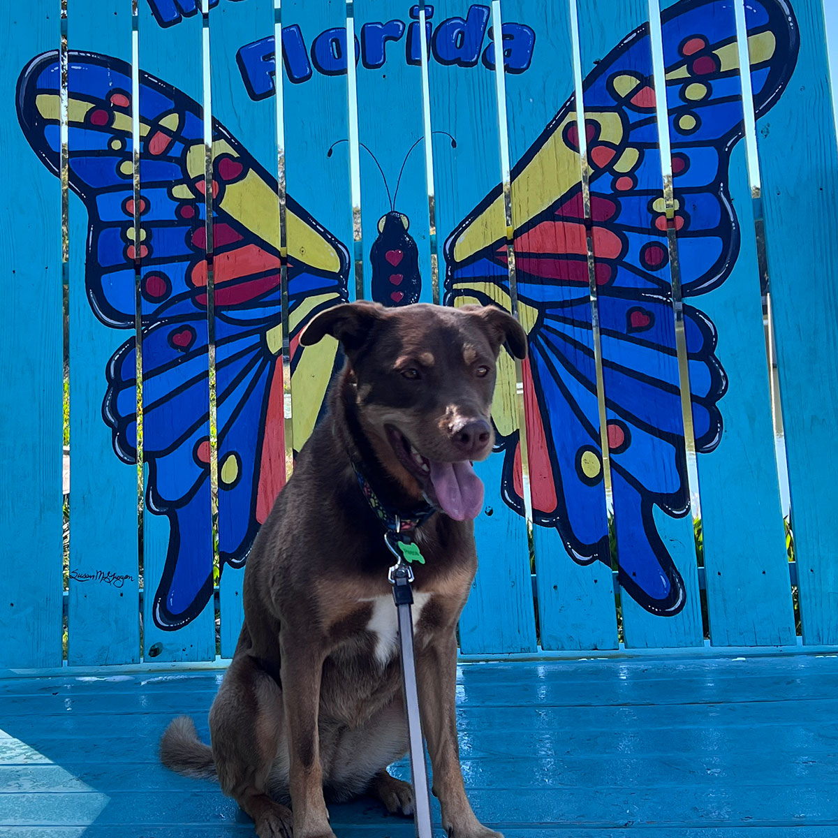 Dog sitting in front of butterfly wing painting