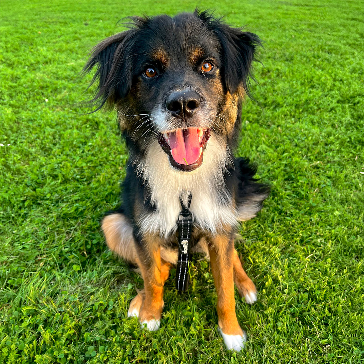 Dog sitting on the grass
