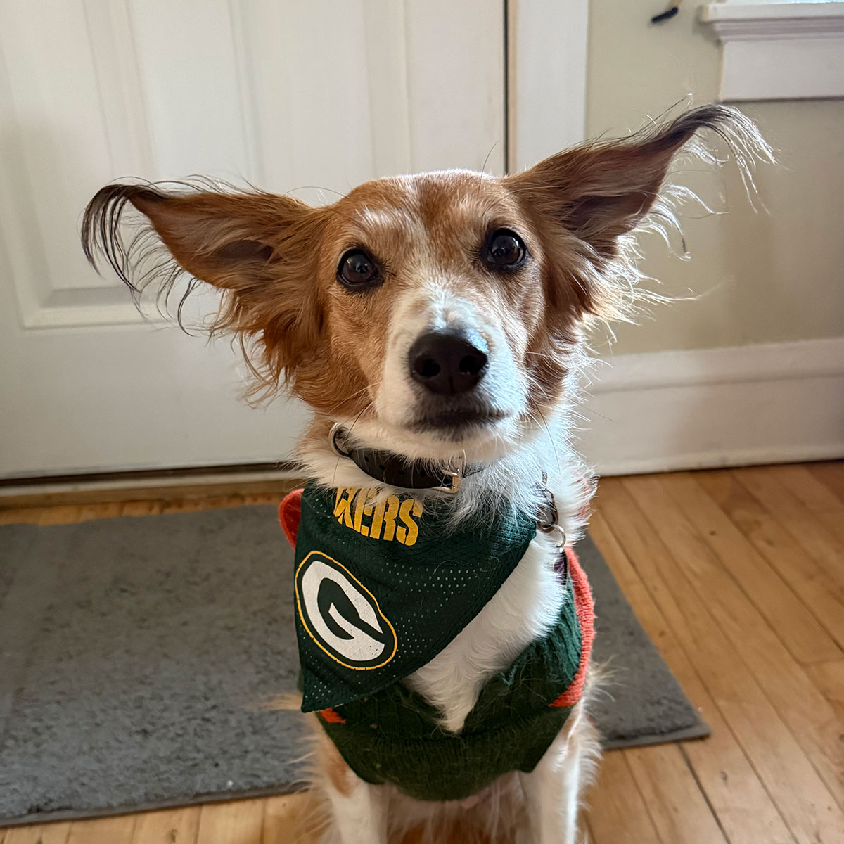 Dog with fuzzy, floppy ears
