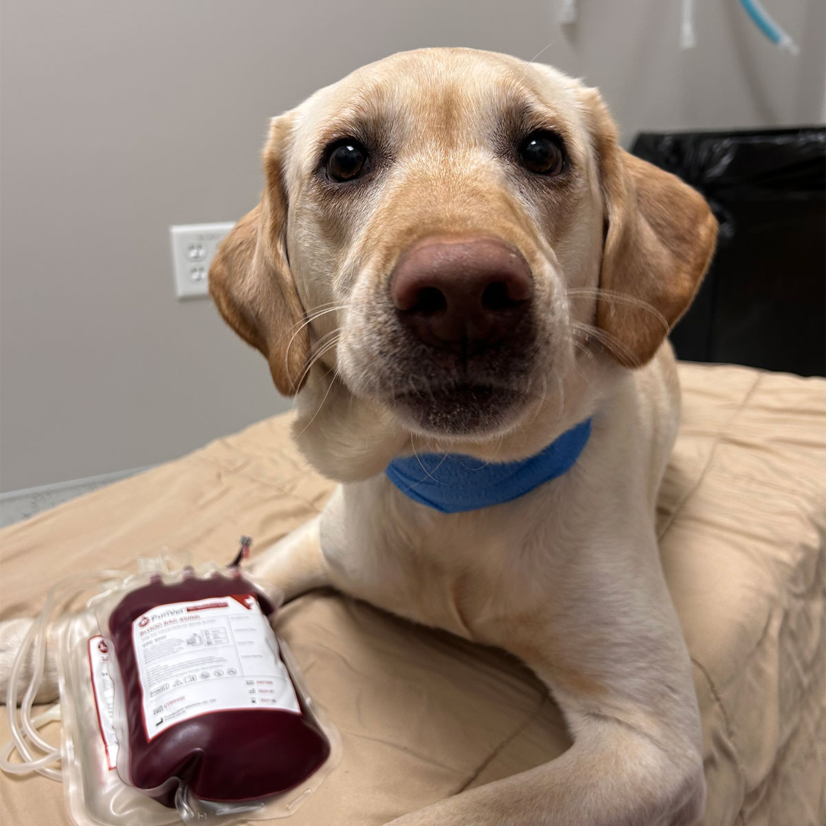 Yellow Lab dog donating blood