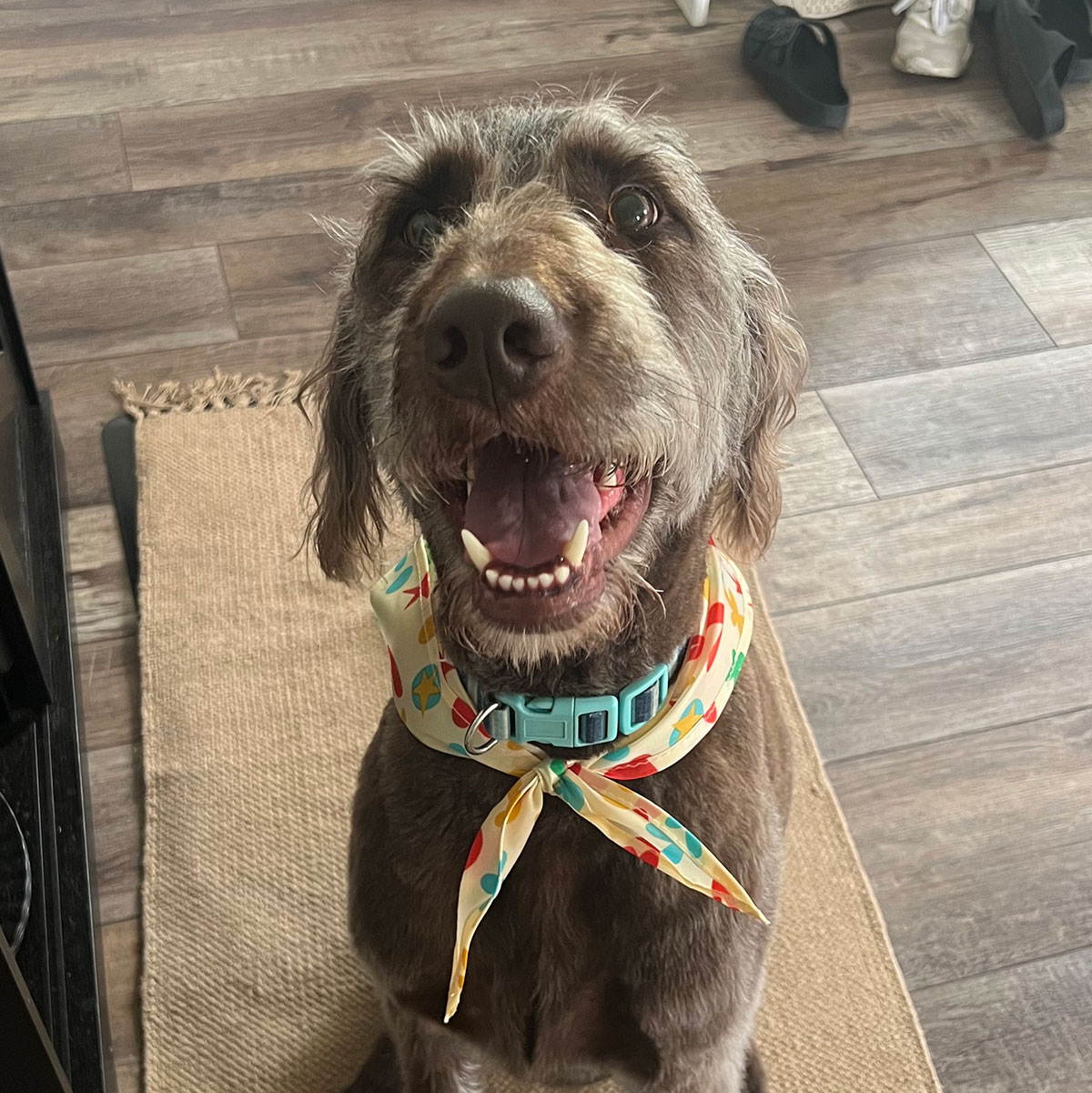 Dog in a bandana sitting on a rug