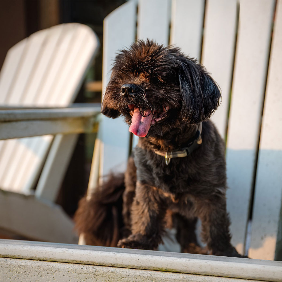 Small brown dog sitting on a deck chair
