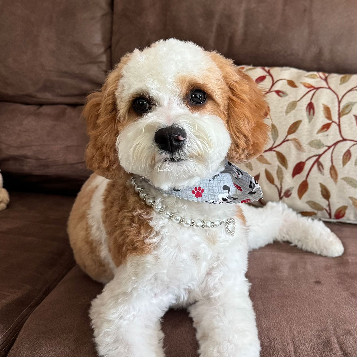 Fluffy dog sitting on a couch