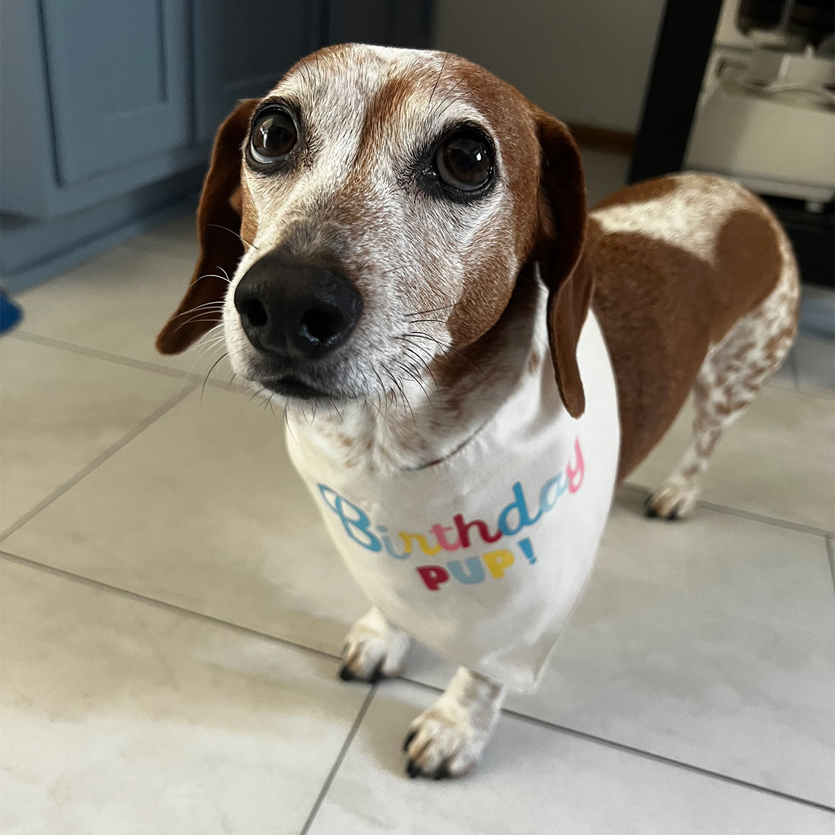 Brown freckled Dachshund