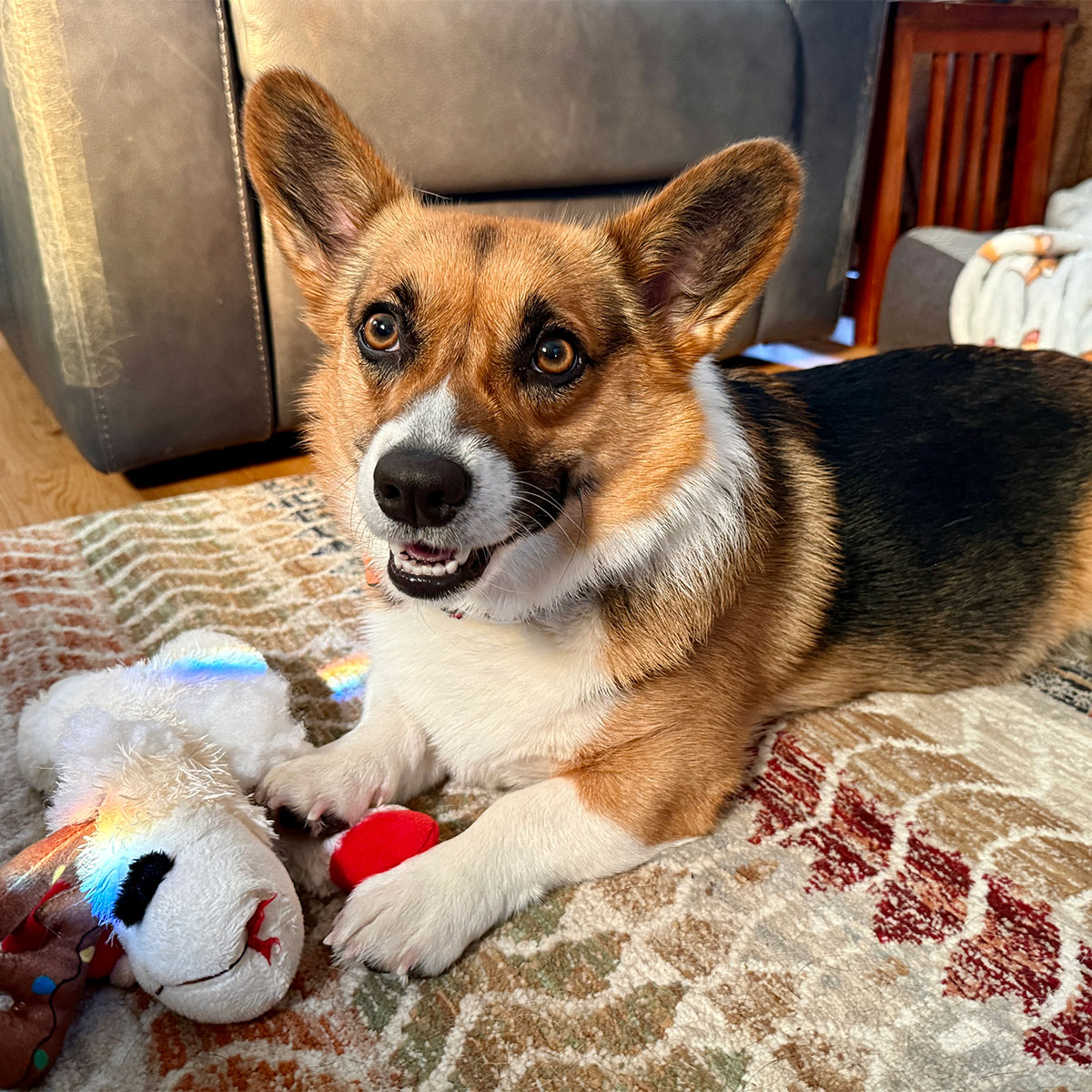 Corgi laying on a rug