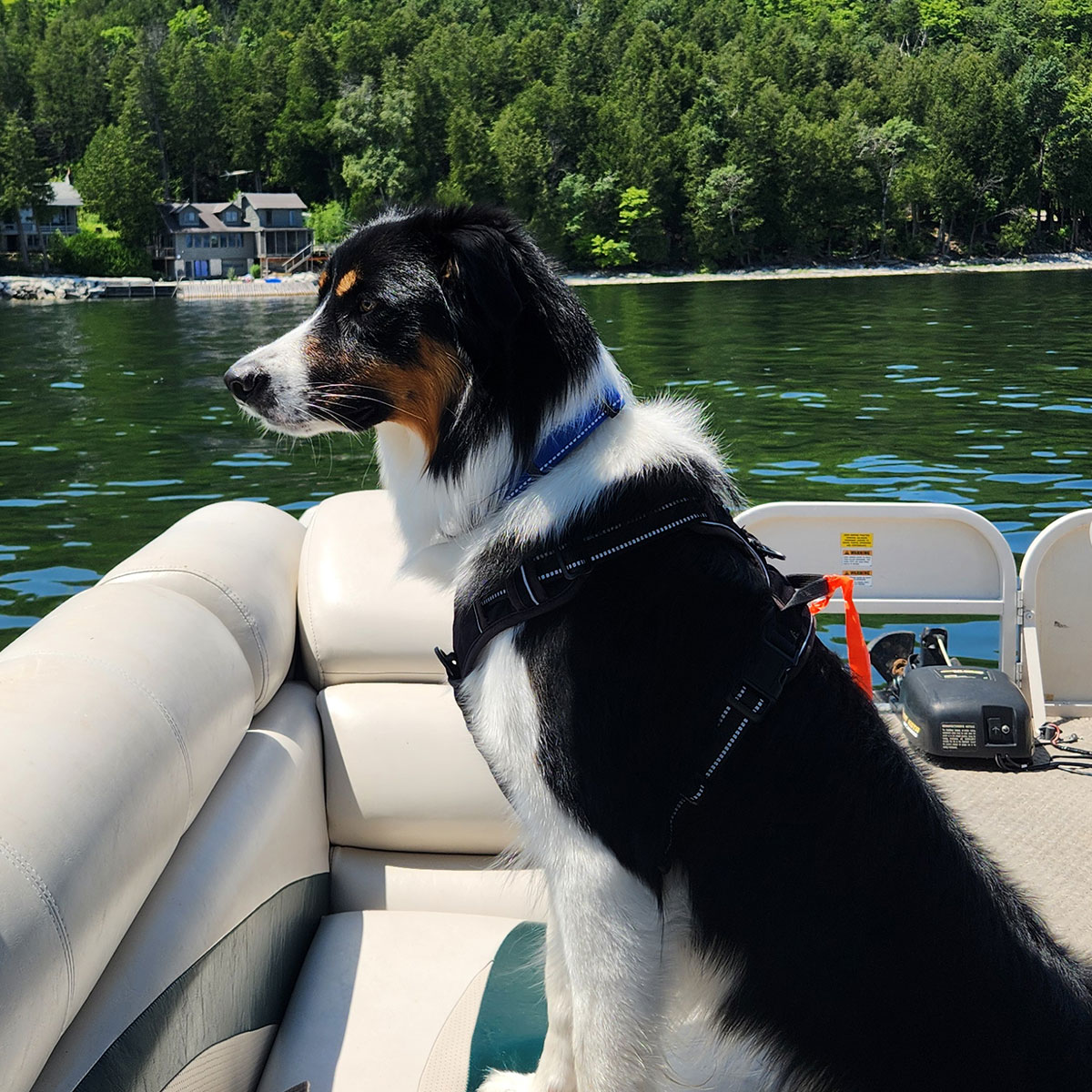 Dog sitting on a pontoon on a lake