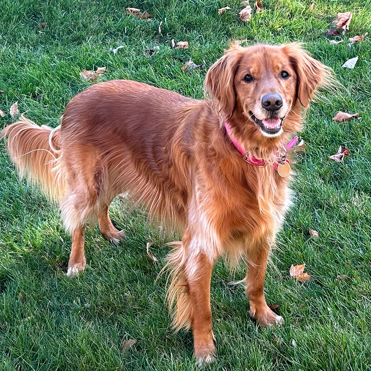 Dog standing on the ground