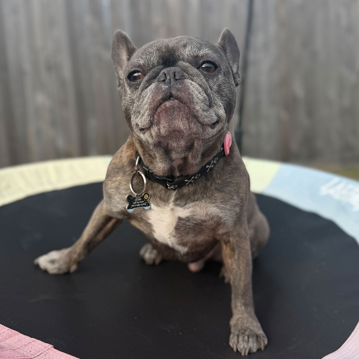 Dog sitting on a mini trampoline