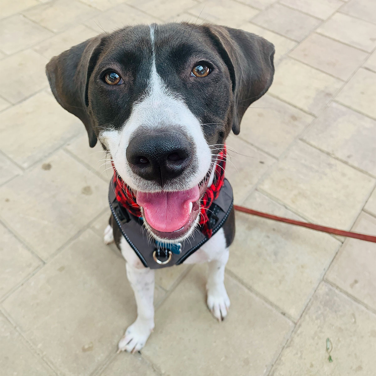 Dog smiling at the camera