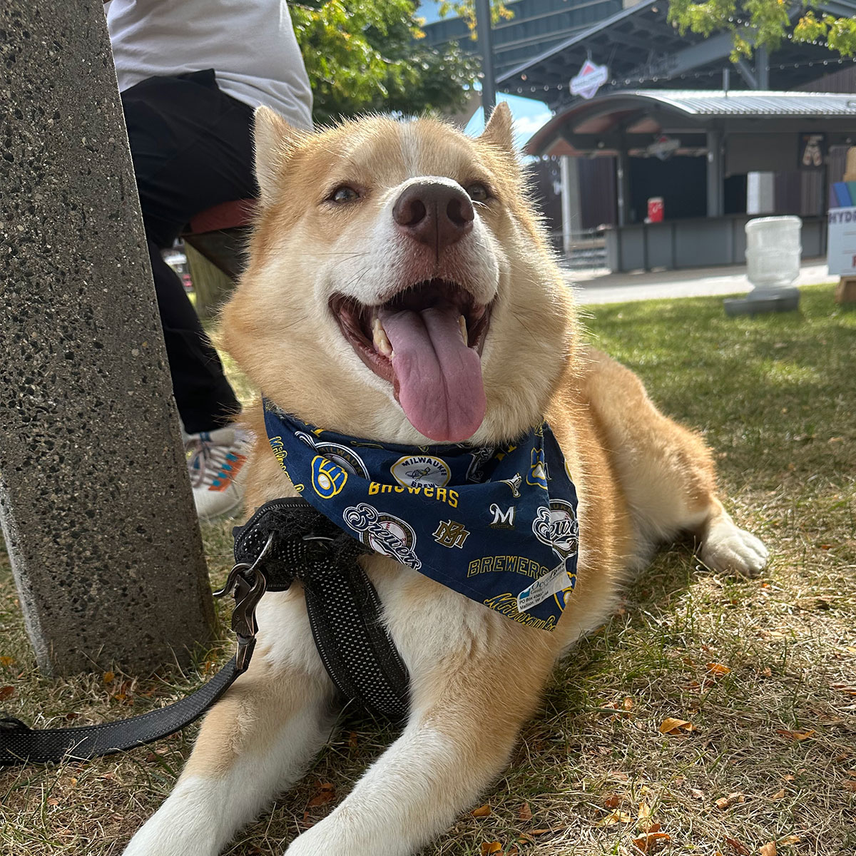 Dog wearing a bandana