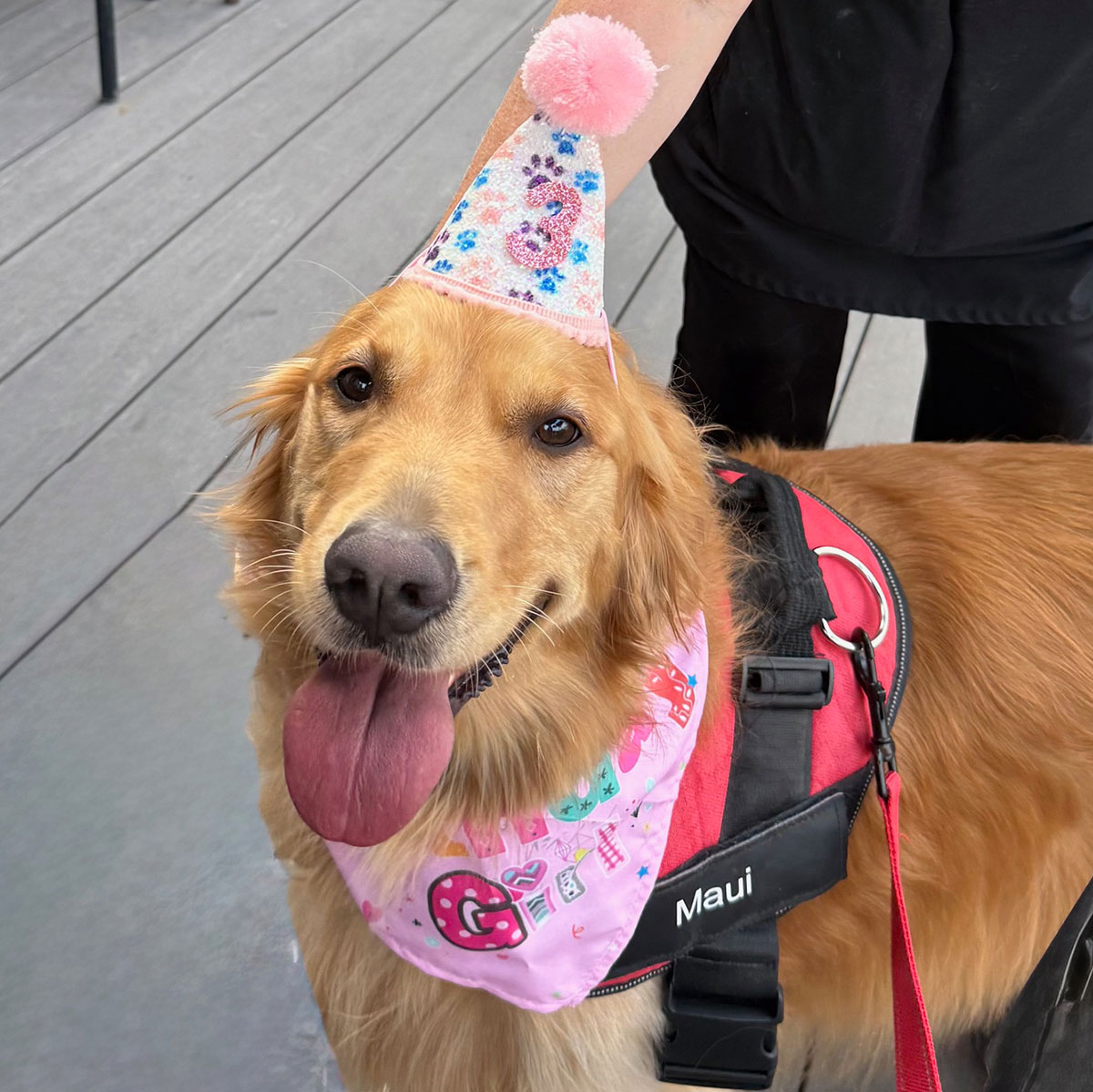 Golden retriever wearing a birthday party hat