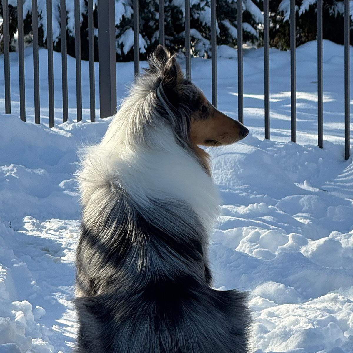Collie posing in the snow