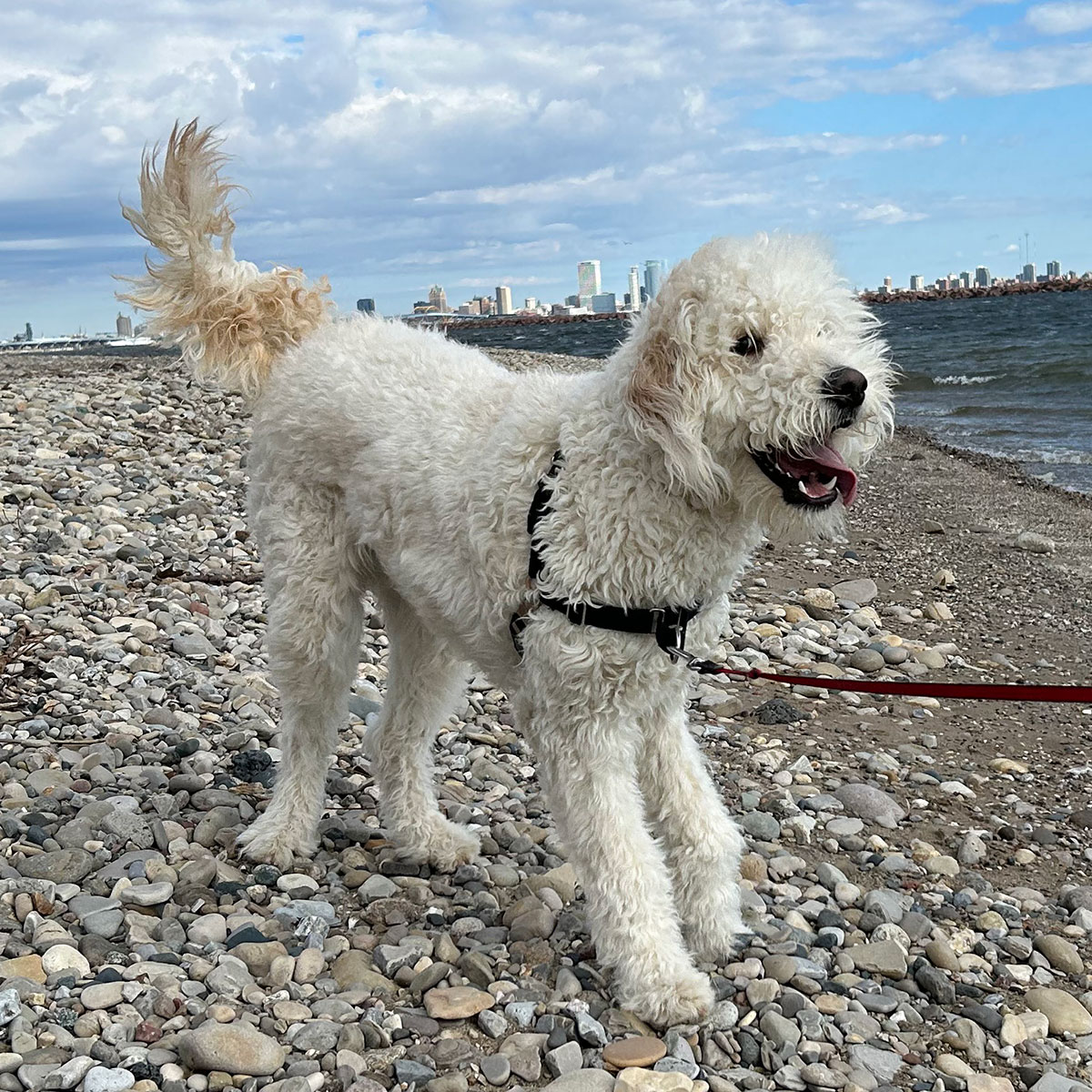 White dog on a rocky beach