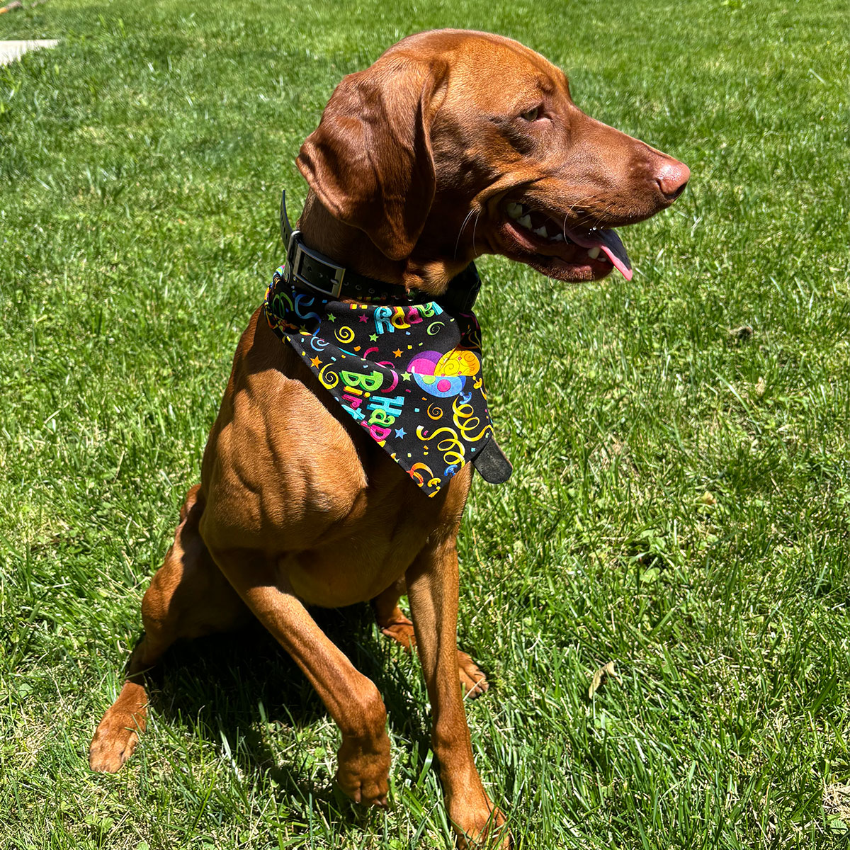 Brown dog sitting on the grass