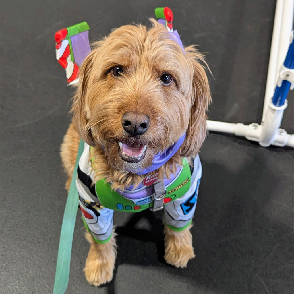 Dog in a Buzz Lightyear costume