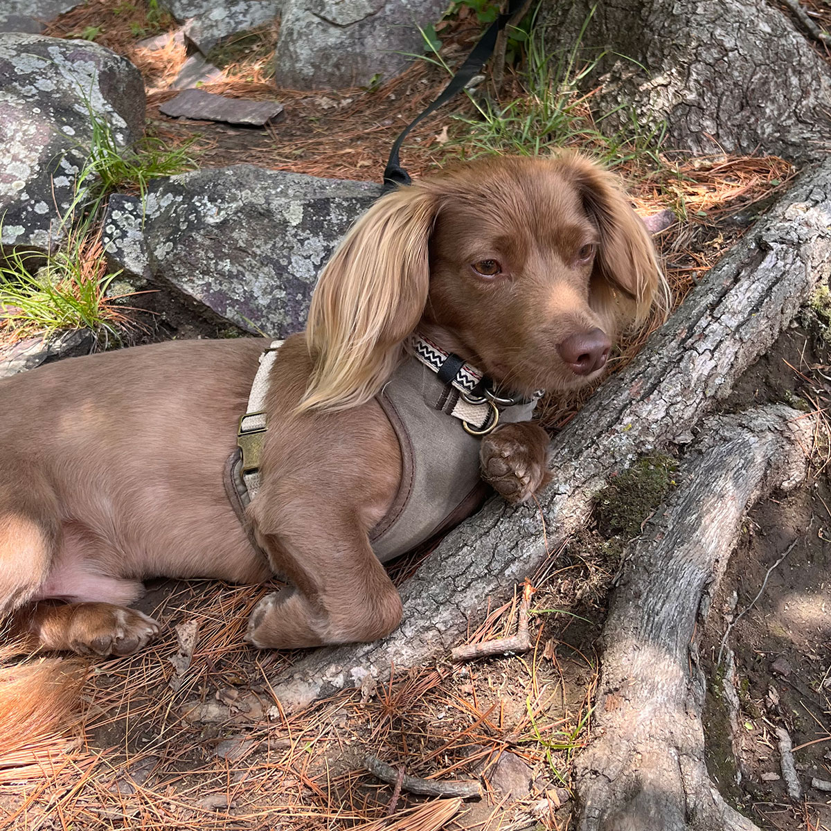 Dog lounging by a tree